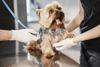 As&iacute; puedes cuidar a tu perro despu&eacute;s de una operaci&oacute;n
