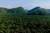 NaturAceites refuerza su compromiso de cero deforestaci&oacute;n 