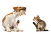 &iquest;C&oacute;mo quitar pulgas y garrapatas en perros y gatos?