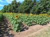Finca Los Girasoles, atractivo natural que cautiva en Esquipulas