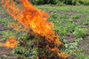 Destruyen m&aacute;s de 47 mil matas de marihuana en Las Cruces, Pet&eacute;n