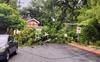 &iexcl;Se desploma! &Aacute;rbol cae y obstruye el paso en zona 2