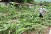 Lluvias da&ntilde;an hect&aacute;reas de cultivo en Izabal y Alta Verapaz