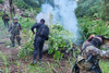 Destruyen ocho campos de plantaciones de hoja de coca 