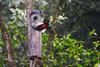 Sabia naturaleza: pichones de Quetzal comienzan a salir del nido 