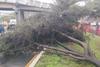 &Aacute;rbol cae y afecta el tr&aacute;nsito este viernes en calzada Roosevelt