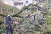 &Aacute;rbol de grandes dimensiones cae y bloquea el paso en zona 16