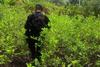 Localizan plantaci&oacute;n de droga valorada en m&aacute;s de Q5 millones