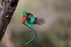 &iquest;Lo has escuchado? As&iacute; es el canto de quetzal 