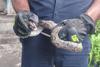 Rescatan a serpiente que hab&iacute;a ingresado a una vivienda