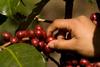 INAB impulsa incentivos forestales para caficultores