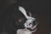 Perro agresivo &iquest;puede rehabilitarse? consejos 