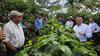 Producci&oacute;n de caf&eacute; y panela impulsan econom&iacute;a de Nueva Santa Rosa