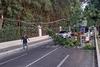 Rama de &aacute;rbol se desploma y detiene el tr&aacute;nsito en zona 10