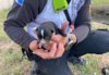 Rescatan a seis cachorros que estaban dentro de un pozo