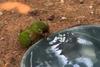 &iexcl;Calor extremo! Perica cae de &aacute;rbol debido a altas temperaturas
