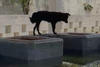 Perrito busca agua en pileta p&uacute;blica para refrescarse