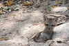Peque&ntilde;o zorro es captado al salir de madriguera en Pet&eacute;n
