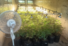 Localizan cultivo de marihuana dentro de contenedores