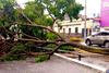 &iexcl;Ahora en zona 12! Otro &aacute;rbol cae tras lluvias este s&aacute;bado