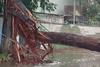 &iexcl;No hay paso! Avenida Hincapi&eacute; queda bloqueada por ca&iacute;da de &aacute;rbol