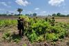 Localizan plantaci&oacute;n de droga valorada en m&aacute;s de Q10 millones