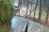 C&aacute;mara capta el momento en el que un &aacute;rbol cae en la ruta