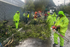 Fuerte lluvia derriba un &aacute;rbol en zona 10 