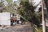No hay paso: fuerte viento derrib&oacute; &aacute;rboles en Mixco