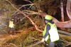 &iexcl;&Aacute;rbol desplomado! Cay&oacute; sobre un grupo de personas en la zona 3