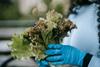 EE.UU.: Hallan posible fuente del brote por lechuga contaminada