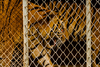 Interpol incauta m&aacute;s de mil animales traficados en varios pa&iacute;ses