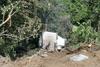 Cisterna de gas propano cae a barranco en El Progreso
