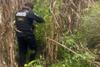 Hallan plantaci&oacute;n de marihuana valorada en millones de quetzales