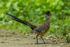 &iexcl;Beep beep! Captan un correcaminos en Guatemala