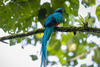 Captan a quetzal en los bosques de Atitl&aacute;n