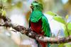 Sierra de las Minas: hogar de la mayor poblaci&oacute;n de quetzales