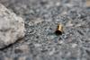 Disparos en pleno tr&aacute;fico: un hombre sufre ataque en el Naranjo