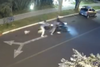 iCon todo y perro! Violento asalto queda grabado en zona 15