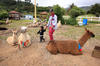 Viaje a Huehuetenango para conocer las llamas y alpacas andinas
