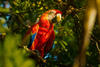 Captan pareja de guacamayas en zona boscosa de la zona 16