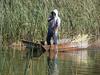Pato Poc: 40 a&ntilde;os de la extinci&oacute;n de ave s&iacute;mbolo del Lago Atitl&aacute;n