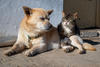 Los cinco beneficios de adoptar perros y gatos adultos