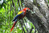 &iquest;Qu&eacute; hacer si observas a las guacamayas de zona 16?
