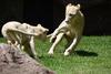 Los cachorros de Le&oacute;n Blanco que viven en el zoo La Aurora
