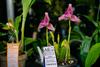 Exposici&oacute;n Nacional de Orqu&iacute;deas 2026 en Salam&aacute;, Baja Verapaz