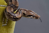 Rescatan a una serpiente del interior de una vivienda esta tarde