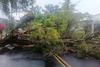 &Aacute;rbol cae tras fuertes lluvias y obstruye una v&iacute;a en la zona 10