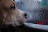 As&iacute; puedes proteger a tu mascota durante las lluvias