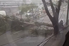 Varios &aacute;rboles cayeron debido a la fuerte lluvia 